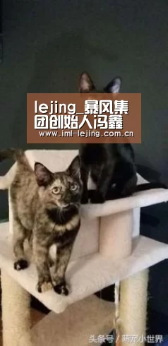 lejing_暴风集团创始人冯鑫因涉嫌犯罪被公安机关采取强制措施(图2)